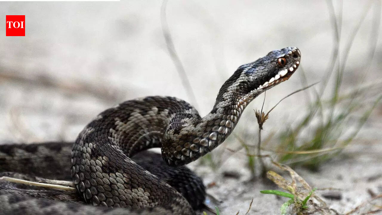 THESE venomous snakes attack faster than humans can react; turning milliseconds into a deadly bite