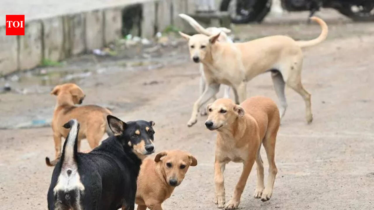 Rising stray dog bite cases worry Nawada people, castration centre to start soon