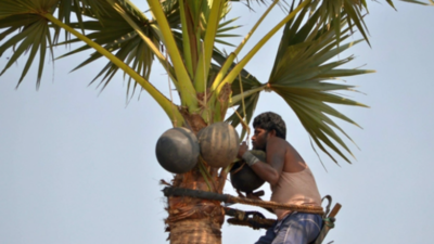   Palm climbers