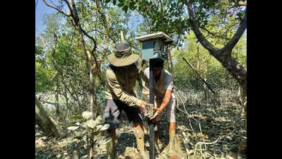 ‘Smart scarecrows’ in Sundarbans to keep tigers away from villages, check conflict