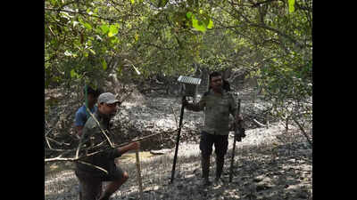 ‘Smart scarecrows’ in Sundarbans to keep tigers away from villages, check conflict