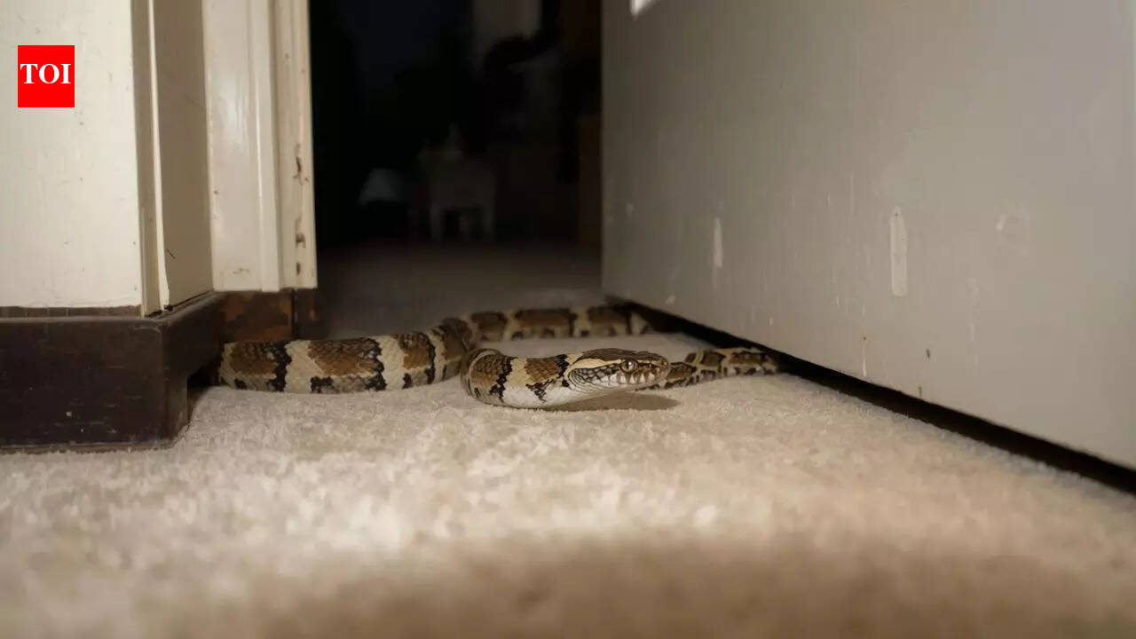 What attracts snakes to homes and gardens, and what are their hiding spots