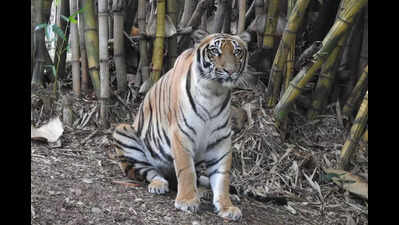 Fresh tiger attack in Besagur sparks protests; villagers seek its capture