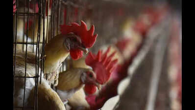 Vet college to set up livestock, poultry units