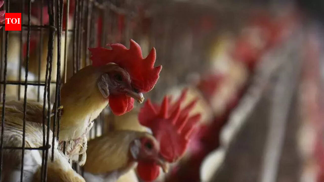 Vet college to set up livestock, poultry units