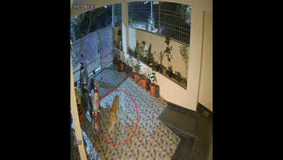 Anjanapura residents on edge as leopard evades capture