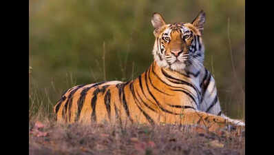 Officials intensify tracking as tiger spotted near Arepally village in Siddipet district
