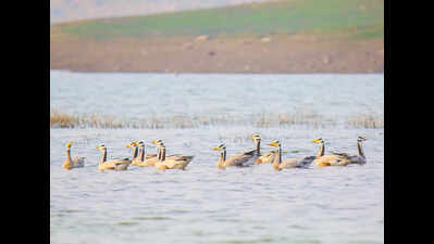 Waterbird numbers soar in South Bihar, new sightings delight researchers
