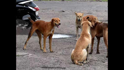 SMC to conduct citywide dog population survey to assess sterilisation impact