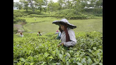 Tea Board makes import quality tests a must from May 1