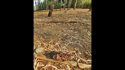 IGR to hear Amadea appeal on stamp duty liability, penalty on Feb 16