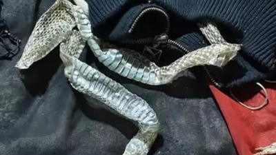UP woman flees home after leaving snake skin on bed, family cries ‘naagin’ transformation; cops find she eloped with lover