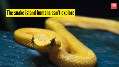 The island so full of venomous snakes that humans are barely allowed to set foot there