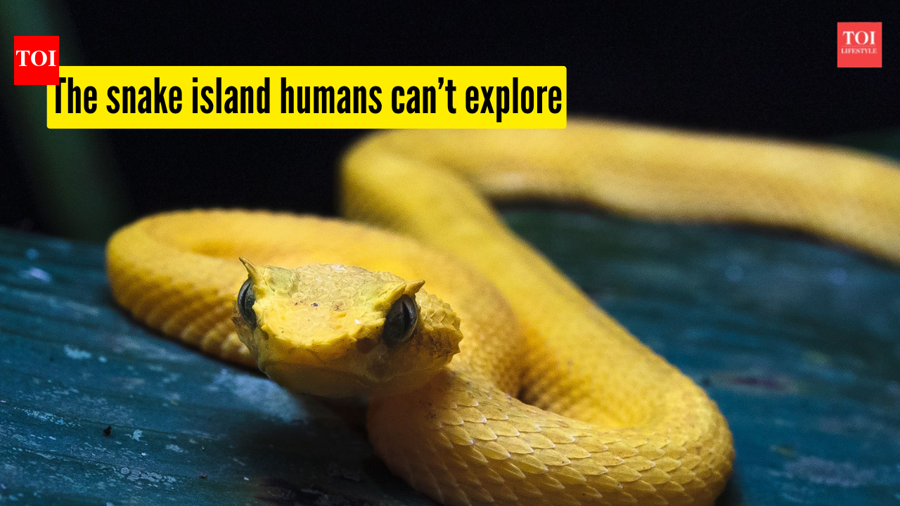 The island so full of venomous snakes that humans are barely allowed to set foot there
