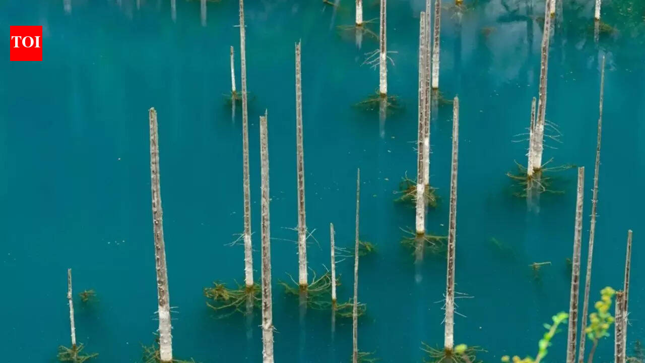 Ghost trees rising from ice: The 100-year-old earthquake that created Kazakhstan’s eerie underwater forest