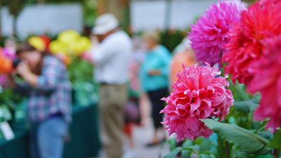 Noida Flower Festival 2026 is back with floral displays and free entry: What visitors need to know