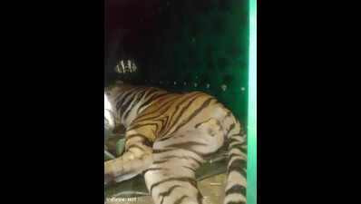 Forest officials rescued a tiger near Besaguru village in south Kodagu