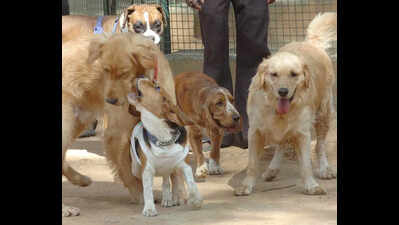 Paw-licy in the works: GBA plans caps on pet dogs & breed guidelines