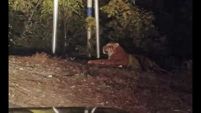 Forest officials deploy drones to hunt for tiger in Mayodia as search enters Day 10