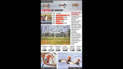 Migratory birds vanishing fast at Wadhwana
