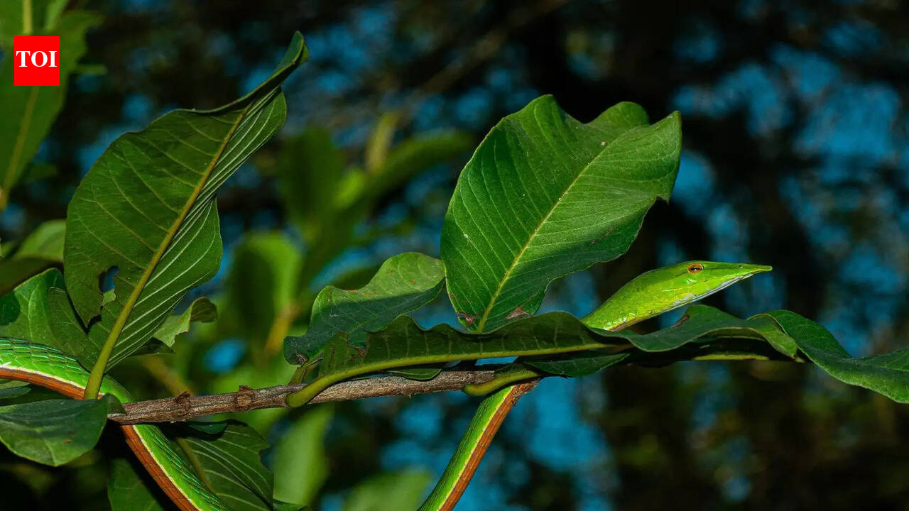 VTR emerges as major snake biodiversity hub in state, records rare species