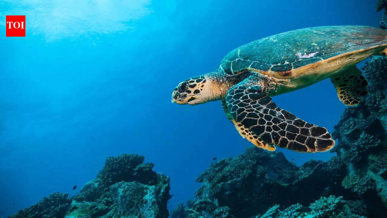 The Indian Ocean is becoming ‘less salty’: Scientists say the consequences could be massive