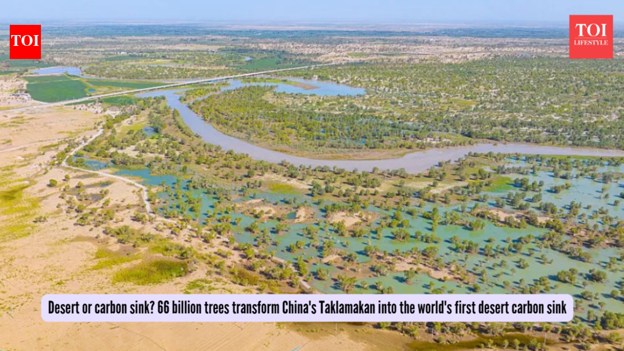 Desert or carbon sink? 66 billion trees transform China's Taklamakan into the world's first desert carbon sink