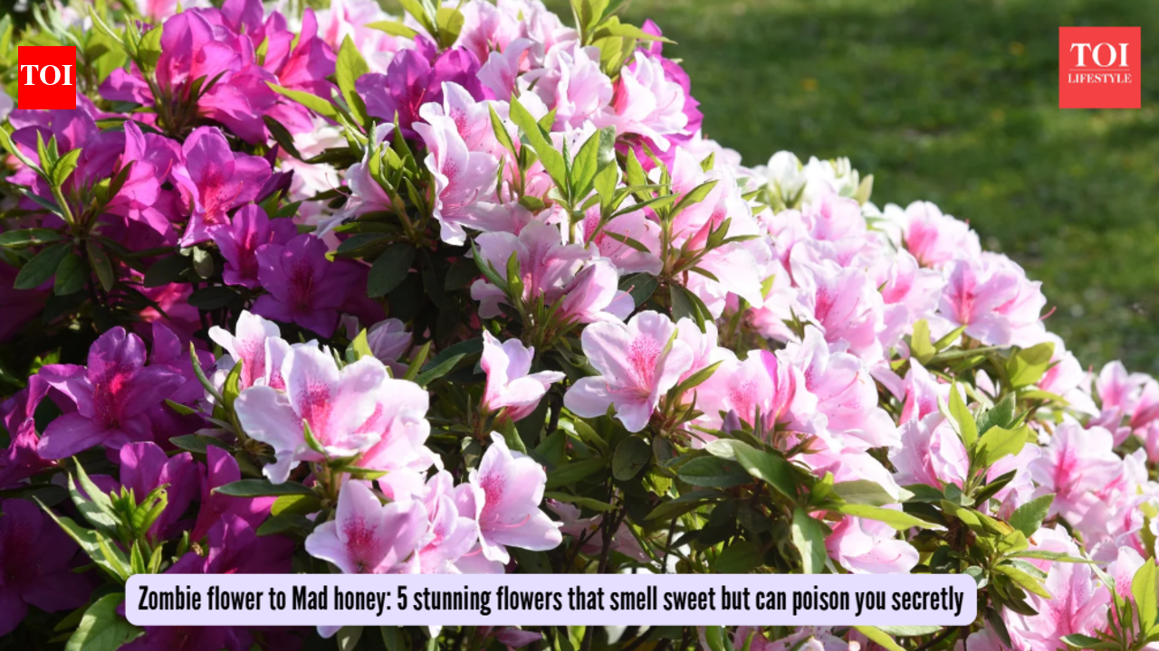 Zombie flower to Mad honey: 5 stunning flowers that smell sweet but can poison you secretly
