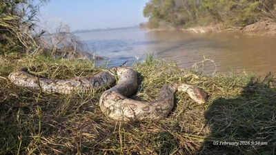 Fish deaths: Lab reports confirm oil spill, low O2 in Sukhna