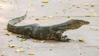 Can monitor lizards regrow tails like normal house lizards