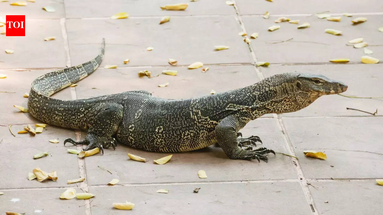 Can monitor lizards regrow tails like normal house lizards; here is what science says | – The Times of India
