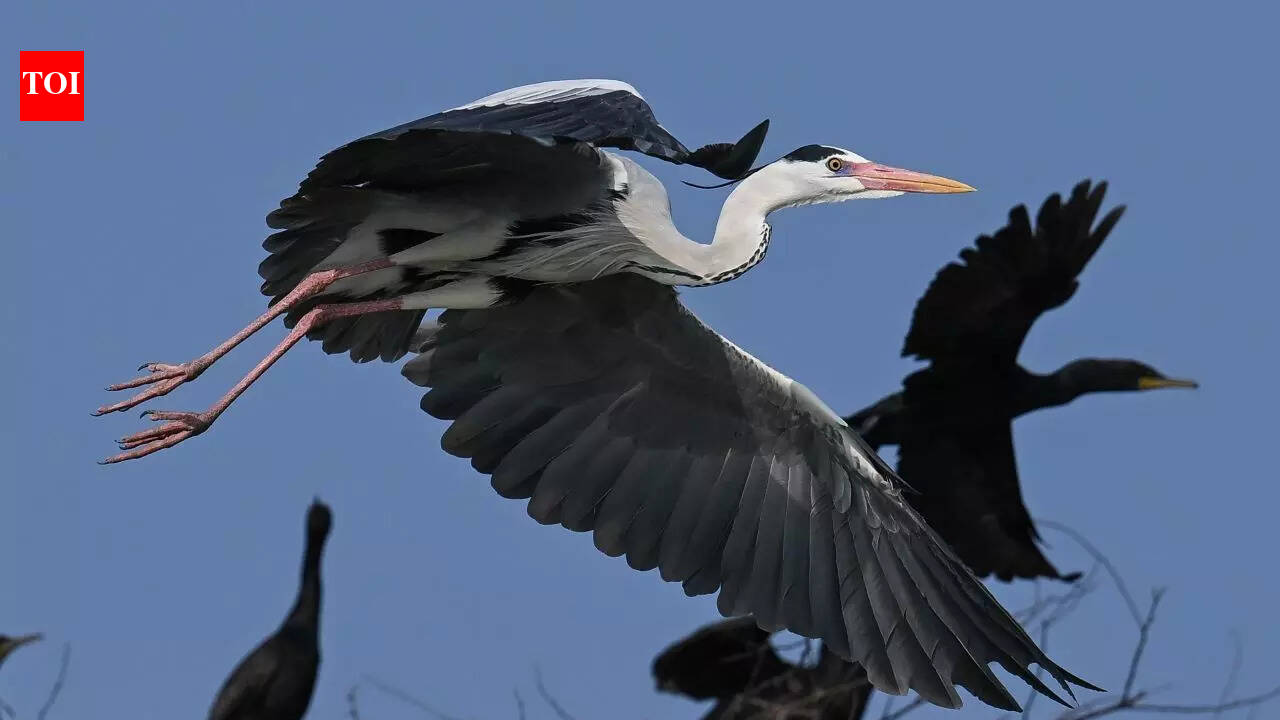 Birders x Migratory birds: THE ANNUAL MEETUP