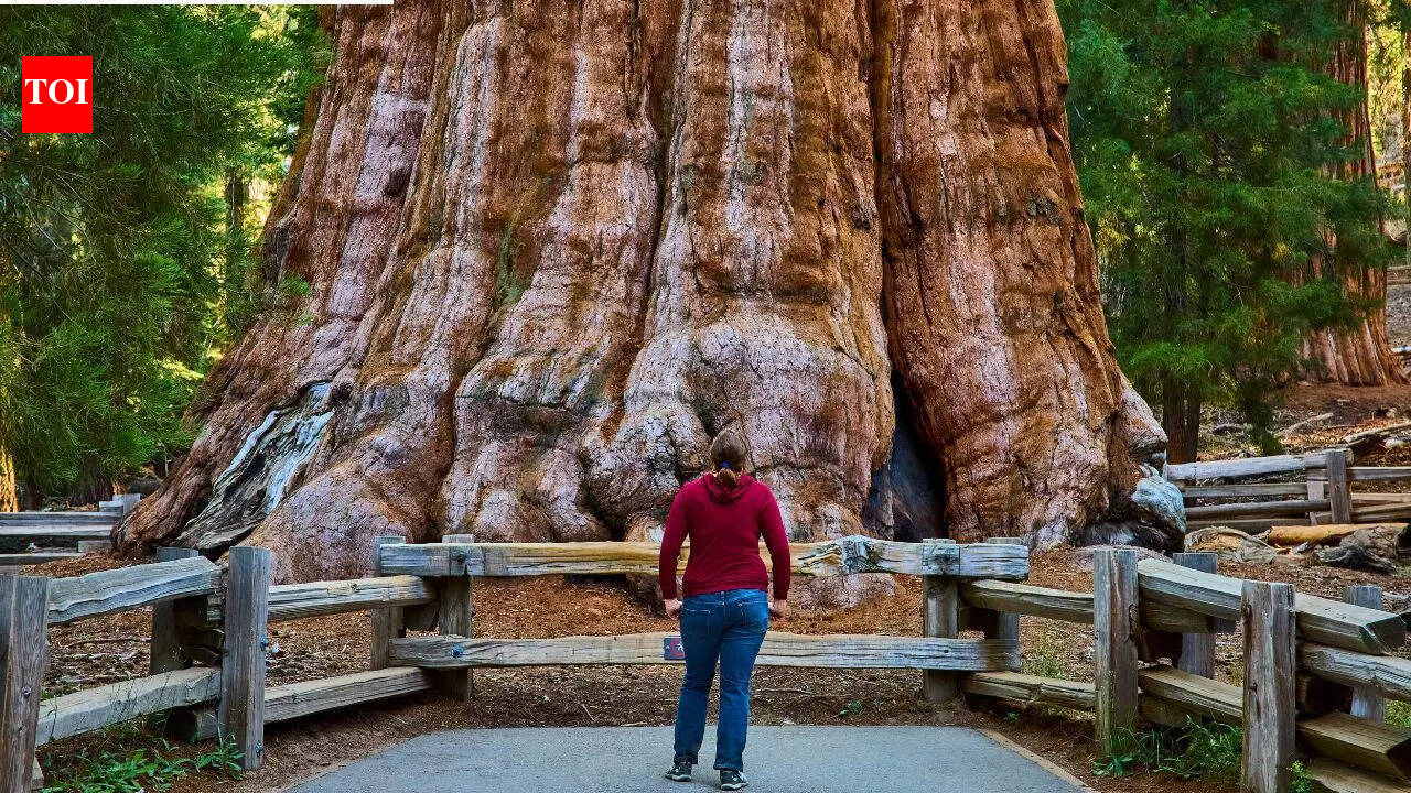 World’s largest tree: General Sherman is about 2200 years old and its trunk weighs nearly 1400 tonnes