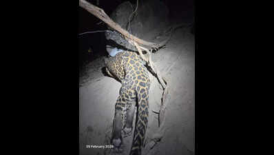 Caught in a trap, freed by dawn: Forest team rescues leopard, arrests poacher