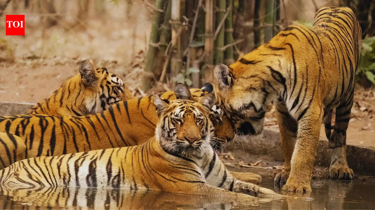 Bengal tiger walking in Tadoba Andhari Tiger Reserve