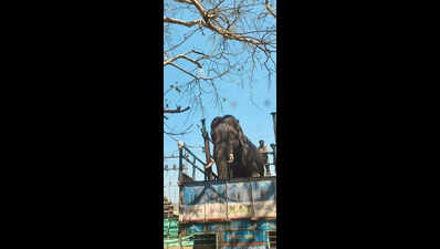 Forest dept relocate rogue tusker in Mysuru