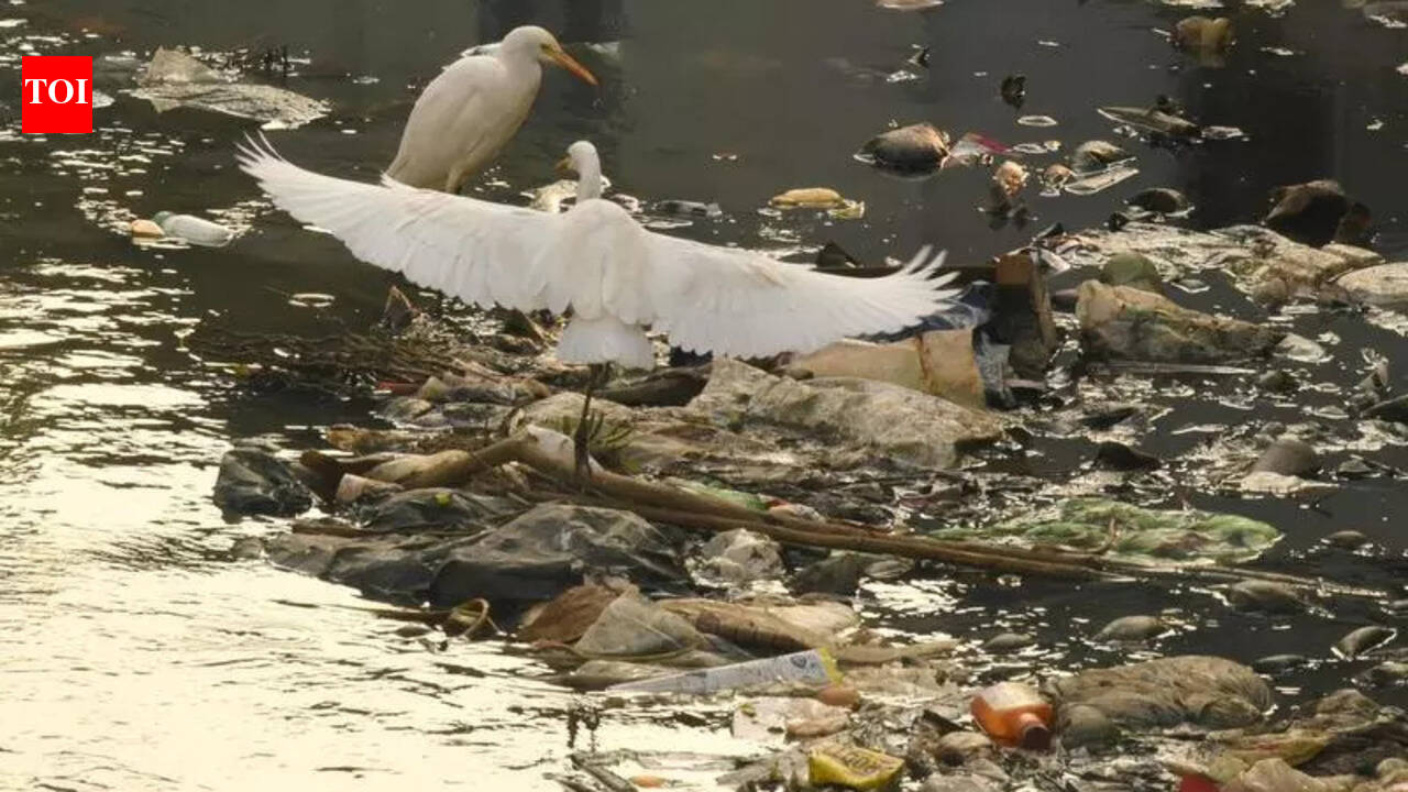 Human rights commission recommends installing cameras to prevent waste dumping in Amayizhanjan canal