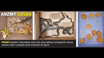 Customs seizes 31 exotic creatures at airport