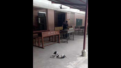 Gujarat: Teachers asked to conduct stray dog survey on school campuses