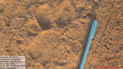 Tiger pug marks found near Siddipet’s Arepally village