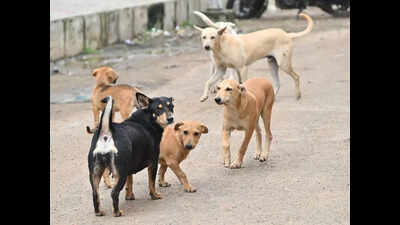 9-year-old mauled by stray dogs in Bundi school, critical
