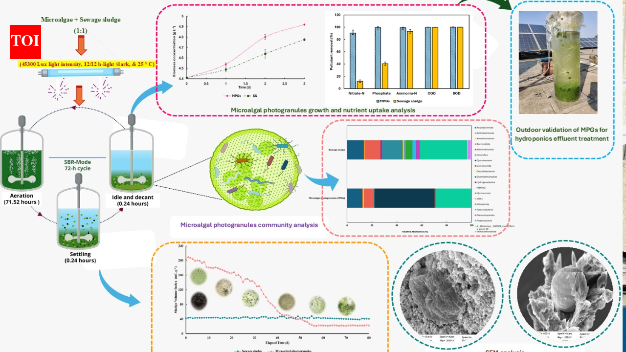 IIT Roorkee develops 'low-cost system to treat hydroponic wastewater'
