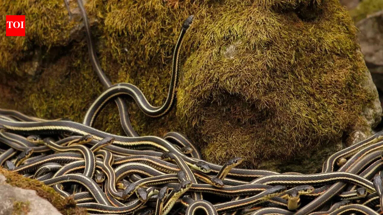 World’s largest snake den in Canada: Over 100,000 red-sided garter snakes come alive every spring