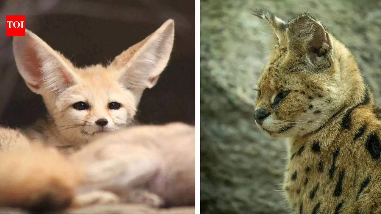 From built-in air conditioners to radar ears: 5 animals with the ...