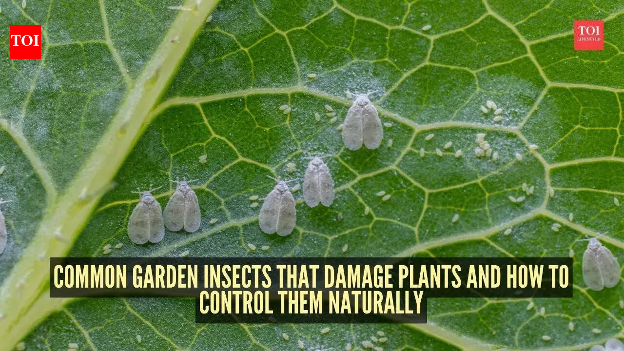 Common garden insects that damage plants and how to control them naturally