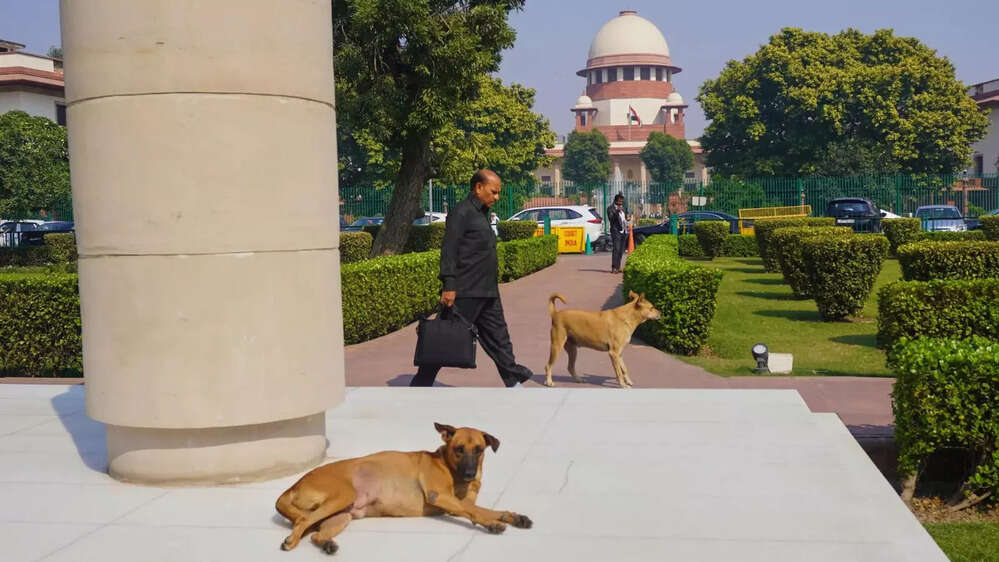 Supreme Court, Stray Dogs & Constitutional Limits