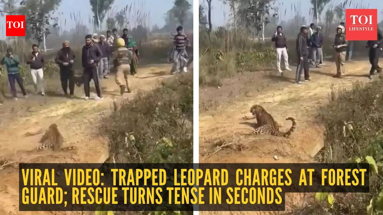 Viral video: Trapped leopard charges at forest guard; rescue turns tense in seconds