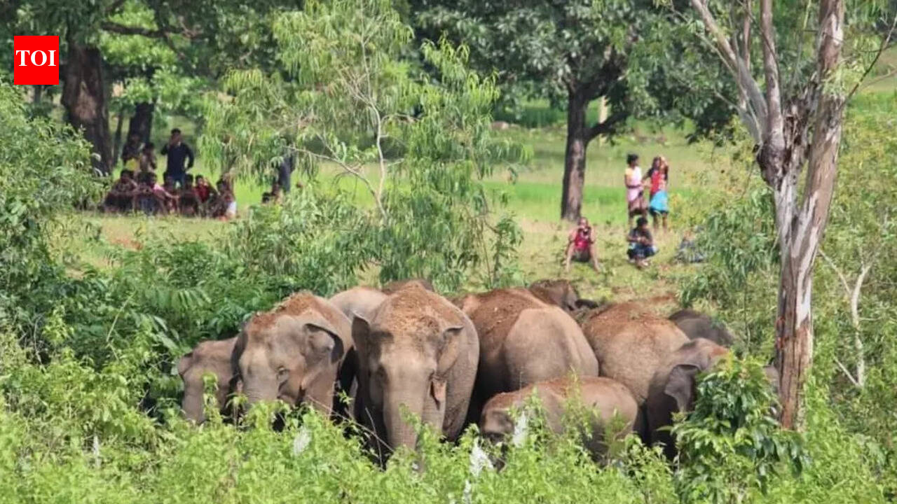 Govt disputes wildlife institute elephant count, seeks reassessment