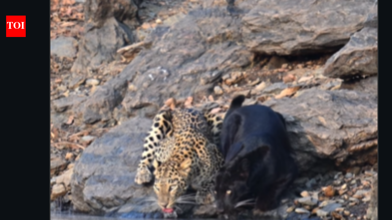 Watch: Rare moment as black panther and leopard drink water side by side