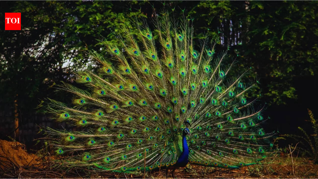 5 national parks in India that are excellent for birdwatching